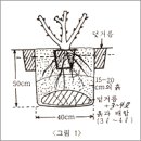 장미 키우기....예쁘게 키워봐요 이미지