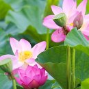 은파호수공원 9-5 이미지