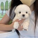 피어나개 이미지