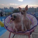 댕댕월드 이미지