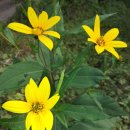 향수 농장 이미지