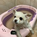 빵순돌이네 | 빵순돌이네 바스 강아지 상황버섯 샴푸바 +유기농입욕제, 순하고 건강한 비누 사용 후기