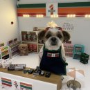 팰리스 독 이미지