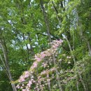 정선군 도사곡샘터 이미지