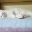 딩글딩글고양이 이미지