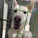 다리 수술한 유기견들에게 <b>네이버</b> 콩 좀 털어주시긔!!🥹