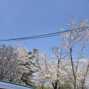 콘래드서울호텔(세탁실) | 여의도 콘래드 서울 [37Bar] Blossom Afternoon Tea 후기 :) 벚꽃 여의도 주차 팁
