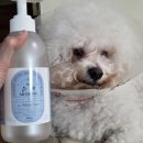 하얀강아지 | 강아지샴푸 '펫퍼스' 애견 강아지 샴푸 - 더 순한 샴푸(하얀개 전용) 진짜 하얀강아지가 써 본 후기