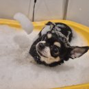 마이뷰티독 이마트 월계점 | 마이뷰티독 이마트 월계점 (강아지 목욕)