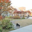 현대애견 이미지