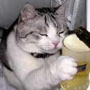 한잔어때 이미지