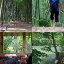 섬진강대숲길 이미지