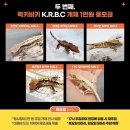 세븐스타코인노래연습장 하남미사점 | [공지] Korea Reptile Breeders Club New Event 럭키비키 당첨 카푸치노 분양!!