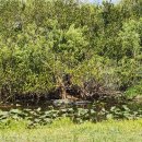 플로리다 농장 | 미국 플로리다 마이애미 여행 에버글레이즈 국립공원 악어 에어보트 투어 Gator Park, Everglades