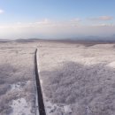 들에핀 매화 이미지