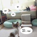 발발펫 네이버블로그