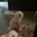 킴스펫살롱 이미지