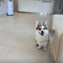 동탄원더스동물의료센터 이미지