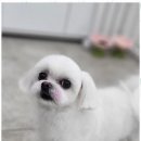 오키독키 이미지