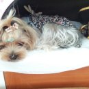 퍼피니스 이미지