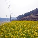 하동마을 | 하동730근처 남해 왕지마을 벚꽃만개 후기