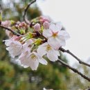 선물출구 제이씨공원점 | 오사카 버스 투어 당일치기 벚꽃놀이 나라공원 도다이지 요시노산