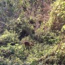 고라니김밥 이미지