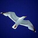 갈매기 이미지
