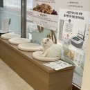 24시고방동물병원
