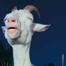 알콩달콩 흑염소 이미지