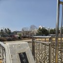 징검다리 | 대구 벚꽃 산책 코스 추천(동촌교~팔거천 징검다리 후기)