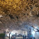 부산 대신동 삼익아파트 밤벚꽃 이미지