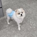 안심동물의료센터 이미지