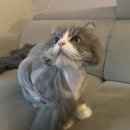 츄르한입 | 청주 고양이 무마취 미용 전문 - 츄르한입 추천 재방문 후기