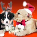 예뿐강아지 이미지