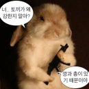 옥토푸드 화신닭발 | 상반기 블루스