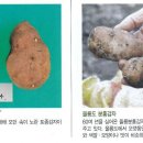 칼콩
