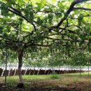 희성농장 이미지