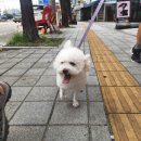 남현댕 애견미용 | 낙성대애견미용 남현댕 미용 후기