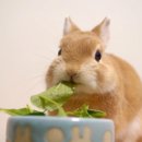 피그브라더스 이미지