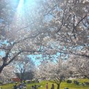 대청공원 놀이터 | 금강로하스 대청공원 벚꽃 개화 2026년 4월 5일 방문 후기