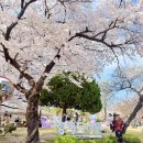 로뎀나무 아래 작은 도서관 | 서울 벚꽃 명소 정독도서관, 만개한 벚꽃 아래 피크닉 데이트 성지