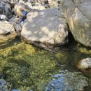 사지목 나무그늘 이미지