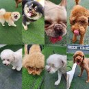 봉순두부 이미지