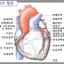 요로법으로 고친 심장병 - 요로법체험기 이미지
