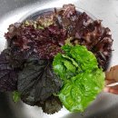 명곡농장 이미지