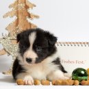 강동24시SKY 동물병원 이미지