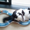 행복한 냥이네 이미지