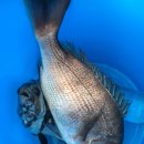 낚고락고 이미지