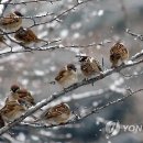 참새 이미지